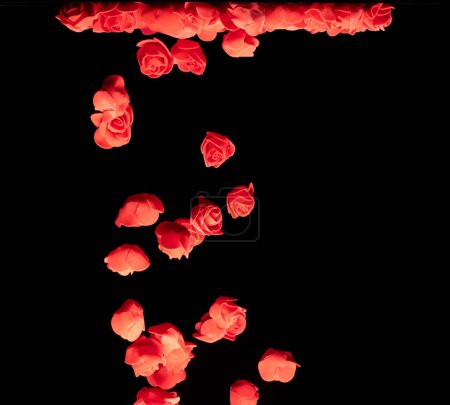 Téléchargez les photos : Une petite fleur de rose rouge explose. Beaucoup de roses en polystyrène présentent amour romantique mariage Saint-Valentin. Mousse artificielle Rose rouge voler dans l'air. Fond blanc isolé foyer sélectif flou - en image libre de droit
