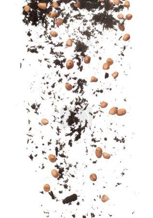 Téléchargez les photos : Soil dirt peanut bean mix fall fly explosion. Peanut bean soil fertilizer abstract cloud fly. Soil mix peanut beans planting splash stop in air. white background isolated high speed freeze motion - en image libre de droit