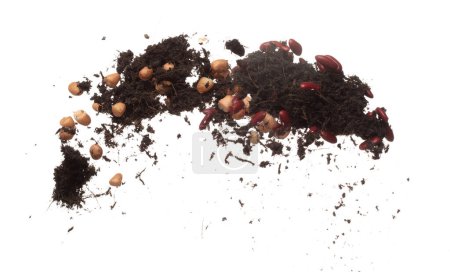 Photo for Soil dirt red bean mix fly explosion. Kidney bean soil fertilizer abstract cloud fly. Soil mix red beans planting splash stop in air. white background isolated high speed freeze motion - Royalty Free Image