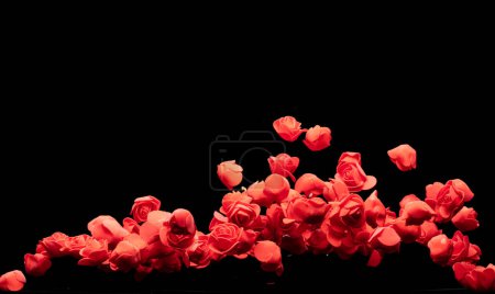 Photo for Red small Rose Flower explosion up. Many Styrofoam Roses present Love romantic wedding valentine. Artificial foam Red rose fly in air. White background isolated selective focus blur - Royalty Free Image