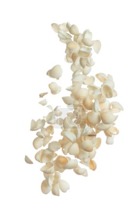 Photo for Seashell fall splashing in air. sea shell explosion flying, abstract cloud fly. Many Small white Seashell scatter in many group. White background isolated high speed shutter freeze motion - Royalty Free Image