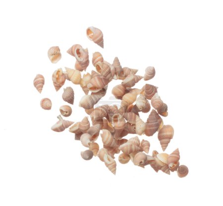 Photo for Seashell fall splashing in air. sea shell explosion flying, abstract cloud fly. Many Small pink Seashell scatter in many group. White background isolated high speed shutter freeze motion - Royalty Free Image
