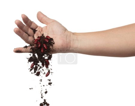 Photo for Soil dirt red bean mix fall from hand. Kidney bean soil fertilizer abstract cloud fly. Soil mix red beans planting splash stop in air. white background isolated high speed freeze motion - Royalty Free Image