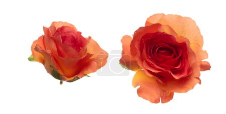 Foto de Red Orange Rose Flower es la cabeza. Rose presente amor romántico boda San Valentín. Rosa roja artificial falsa volar en el aire. Fondo blanco aislado - Imagen libre de derechos