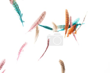 Photo for Many color Feather fly fall beautiful spiral pattern in air over black background isolated. Puffy Fluffy soft feathers like dream floating dove in sky. Colorful feathers are so light and delicate - Royalty Free Image