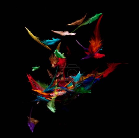 Photo for Many color Feather fly fall in Air over black background isolated. Puffy Fluffy soft feathers as purity smooth like dream floating dove in sky. Angle flying from heaven, photo motion studio lighting - Royalty Free Image
