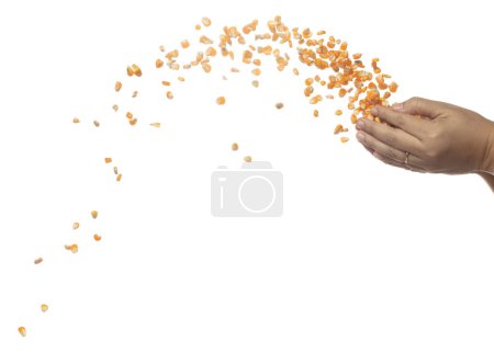 Téléchargez les photos : Graine de maïs séchée mouche à la main. Graine de maïs jaune doré tombant éparpillée, explosion flottant en forme de groupe de ligne. Fond blanc isolé gel mouvement obturateur à grande vitesse - en image libre de droit
