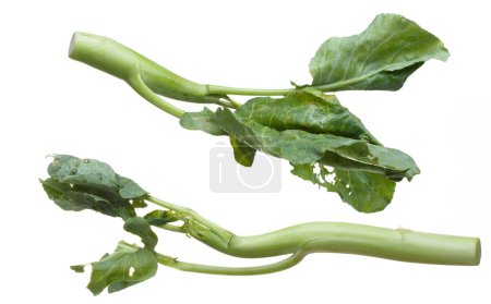 Photo for Kale fly in mid air, green fresh vegetable chinese kale falling. Organic fresh vegetable with eaten leaf of chinese kale, heap close up texture. White background isolated freeze motion - Royalty Free Image