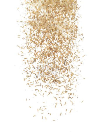 Photo for Paddy Rice grain fly in mid air. Yellow Golden Paddy Rice falling scatter, explosion float in shape form line group. White background isolated freeze motion high speed shutter - Royalty Free Image