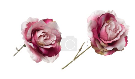 Foto de Rosa pastel Rose Flower es gradiente. Rosa Rosa hacer para el amor floral para decorar la casa de la mesa. Rosa rosa falsa artificial volar en el aire. Fondo blanco aislado - Imagen libre de derechos