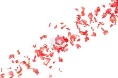 Téléchargez les photos : Pétales de rose rouge tombant romantique fond blanc isolé avec une vraie photo pétales de fleur de rose rouge volant. Amour, romance floral printemps saison, invitation de mariage pétales de rose rouge en plein air - en image libre de droit