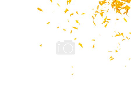 Photo for Yellow Marigold petals falling romantic white background isolated with yellow marigold flower petals flying. Religious floral spring season, ritual invitation yellow marigold petals in mid air - Royalty Free Image