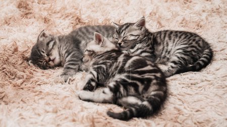 Téléchargez les photos : Close-up of sleeping striped kittens, on a fluffy blanket. A little furry family - en image libre de droit