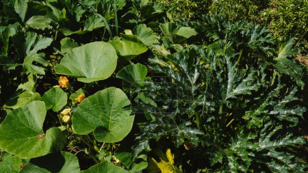 Photo for Green leaves of zucchini and pumpkins in the garden on the garden bed on the farm in the light of the sun. Eco-friendly products - Royalty Free Image