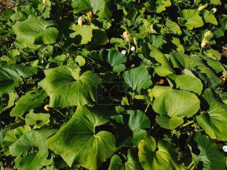 Photo for The tops of zucchini and pumpkins in the garden on the bed on the farm in the light of the sun. Eco-friendly products - Royalty Free Image