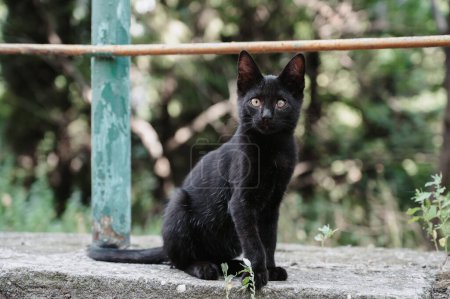 Téléchargez les photos : Un chat de rue noir assis sur une tuile. Chats Gurzuf. - en image libre de droit