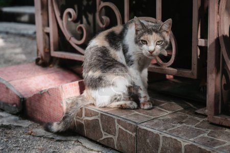 Téléchargez les photos : Un chat de rue repéré marchant le long de la rue près de la clôture. Chats Gurzuf - en image libre de droit