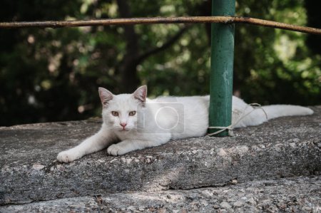 Téléchargez les photos : Un chat de rue blanc couché sur une dalle de béton. Chats Gurzuf. - en image libre de droit