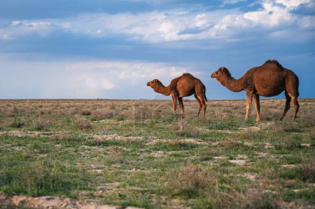 A few camels in the steppe against the blue sky