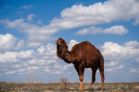 Lone Camel in the Desert sand dune with blue sky.