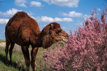 A lone camel against a background of blooming rose bushes and a blue sky.