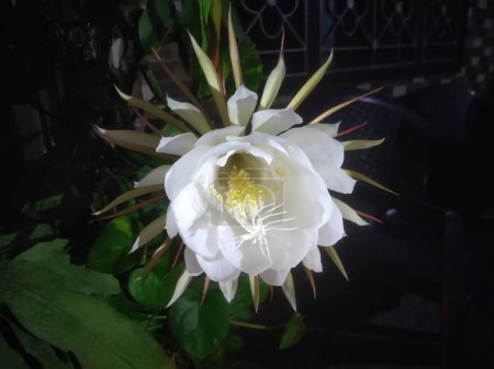 Téléchargez les photos : Fleur blanche dans la nuit à Hamirpur Himachal Pradesh Inde 01 - en image libre de droit