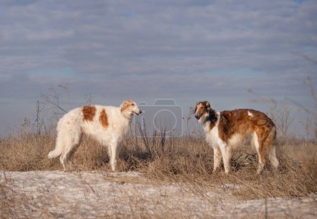 Foto de Dos perros de la raza galgo rusa se paran en el campo invernal. Recreación de invierno, caza. - Imagen libre de derechos