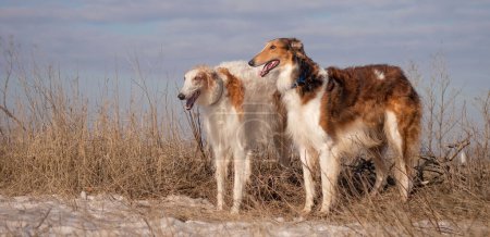 Foto de Dos perros de la raza galgo rusa se paran en el campo invernal. Recreación de invierno, caza. - Imagen libre de derechos