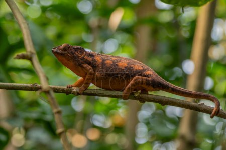 Female Chameleon in natural rainforest habitat, closeup, macro