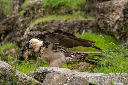Hawk Gypactus barbatus with swungout wings feeds on meat in alpine summer landscape