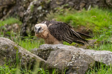 Rare bearded vulture, Gypactus barbatus, hawk,  sitting in alpine summer vegetation, closeup