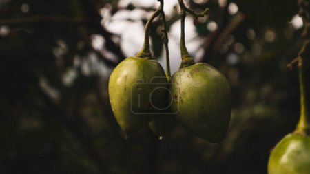 Téléchargez les photos : Tomate typique des arbres des montagnes équatoriennes - en image libre de droit