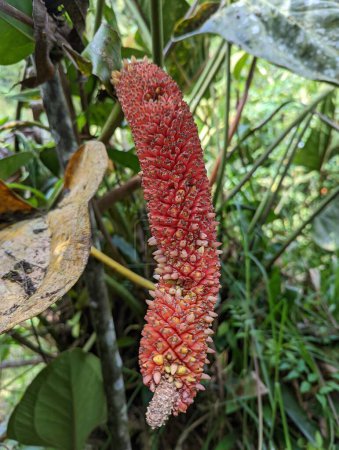Téléchargez les photos : Plante équateur tropicale rouge allongée - en image libre de droit