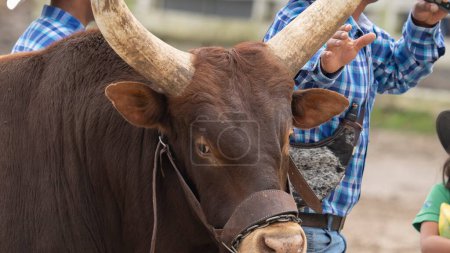 Téléchargez les photos : Gros plan de la tête et des cornes d'un taureau lors d'une représentation au parc animalier du pays d'Équateur - en image libre de droit