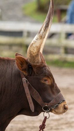 Téléchargez les photos : Gros plan de la tête et des cornes d'un taureau lors d'une représentation au parc animalier du pays d'Équateur - en image libre de droit