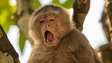 Téléchargez les photos : Gros plans d'un singe typique de la jungle lâche et habitué aux gens. Singes approchant d'une petite place près de la jungle. - en image libre de droit