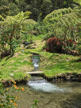 Téléchargez les photos : Cadre naturel merveilleux d'une beauté incroyable dans les Andes équatoriennes, plein de végétation et d'eau - en image libre de droit