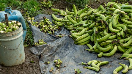 Téléchargez les photos : Many bananas prepared to be cut to feed the cows - en image libre de droit
