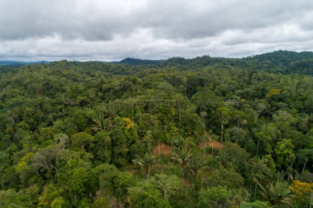 Téléchargez les photos : Amazonie paysage jungle de l'est de l'Équateur de vue sur drone - en image libre de droit