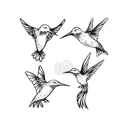 Illustration for Hummingbird flying vector sketch hand drawn illustration collection - Royalty Free Image