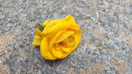 Foto de Flor de rosa amarilla en el suelo - Imagen libre de derechos