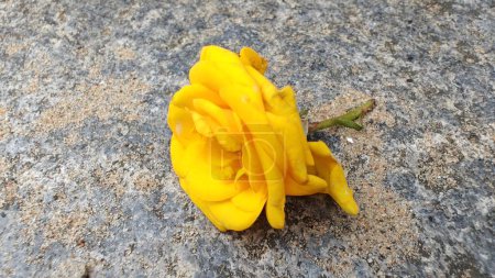 Foto de Flor de rosa amarilla en el suelo - Imagen libre de derechos