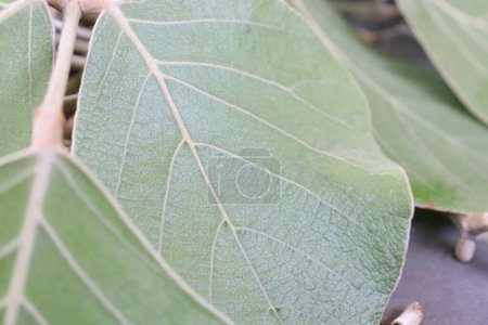 Butea Monosperma Leaves Isolated on wood background