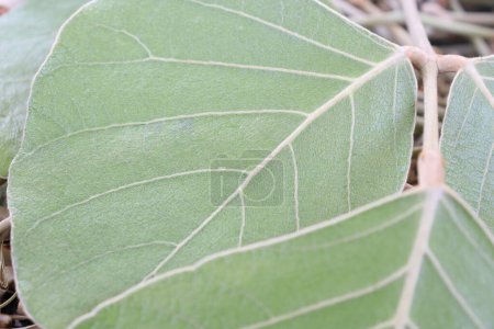 Photo for Butea Monosperma Leaves Isolated on wood background - Royalty Free Image
