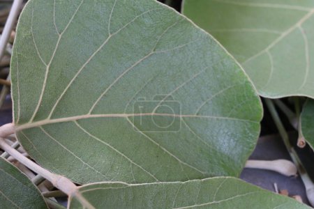 Butea Monosperma Blätter isoliert auf Holz Hintergrund