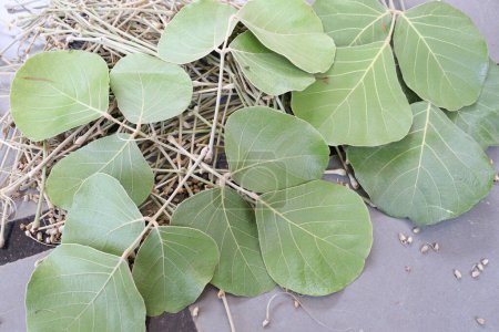 Butea Monosperma Leaves Isolated on wood background