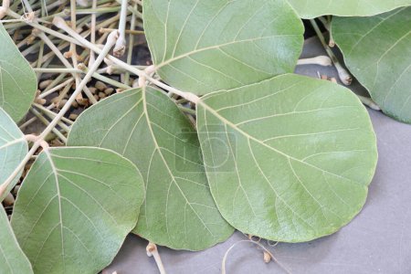 Photo for Butea Monosperma Leaves Isolated on wood background - Royalty Free Image