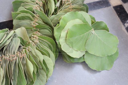 Butea Monosperma Leaves garland Isolated on wood background