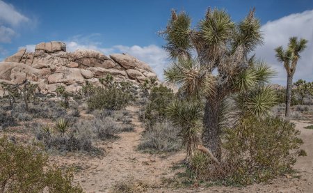 Joshua Trees:  A narrow hiking trail passes among Joshua trees and other desert flora as it leads toward a rock formation in Joshua Tree National Park.