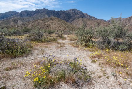 Desert Trail : Fleurs sauvages et autres plantes du désert poussent à côté d'un chemin étroit qui mène vers les collines d'Anza-Borrego Desert State Park dans le sud de la Californie.